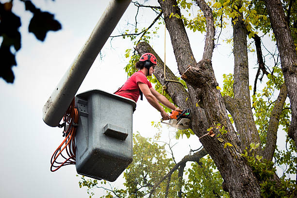 Tree Branch Trimming in South Uniontown, PA